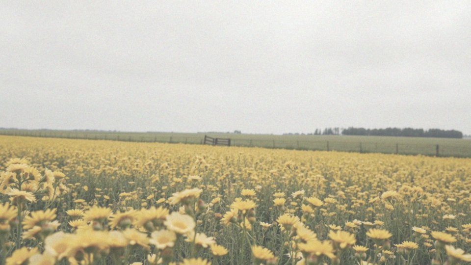 Jakie są wskaźniki występowania zaburzeń widzenia barw w populacji?